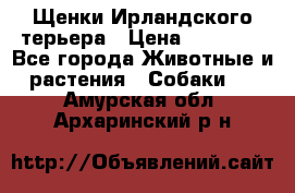 Щенки Ирландского терьера › Цена ­ 30 000 - Все города Животные и растения » Собаки   . Амурская обл.,Архаринский р-н